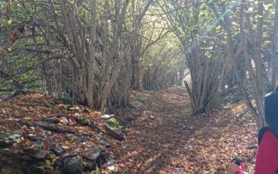 Bosc Encantat de Carlac, a Bausen